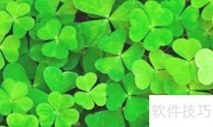 三叶草种子种植方法