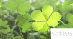 三叶草种子种植方法