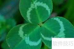 三叶草的寓意解析