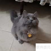 营养膏：宠物健康好帮手