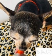 狗狗营养膏的五大功效