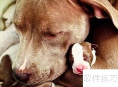狗狗营养膏的五大功效