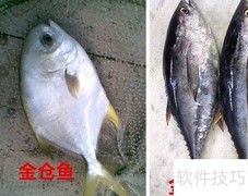 金枪鱼与金仓鱼有何不同