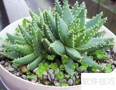 7种植物净化空气