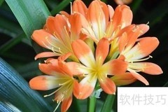 7种植物净化空气