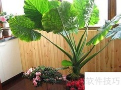 7种植物净化空气
