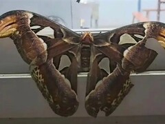 广东龙川龙潭寺现罕见巨型乌桕大蚕蛾，翅展26厘米形似蛇首