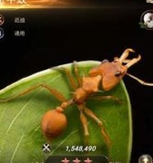 小小蚁国：特化蚁搭配攻略