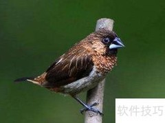 大自然的天籁之音
