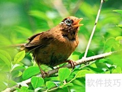 聆听大自然的天籁之音