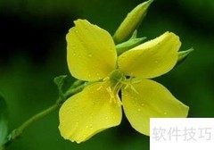 夏日驱蚊妙招：植物防蚊法