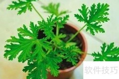 夏日驱蚊妙招：植物防蚊法
