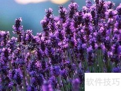 夏日驱蚊妙招：植物防蚊法