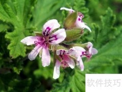 夏日天然驱蚊小妙招