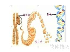 DNA在细胞中的位置