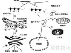 DNA在细胞中的位置