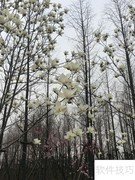 颐和路玉兰初放