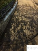 颐和路玉兰初放