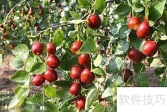 天然美肤水果推荐清单