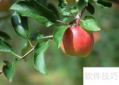 天然美肤水果推荐清单