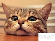 幼猫粮与成猫粮有何不同