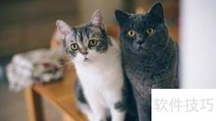 幼猫粮与成猫粮有何不同