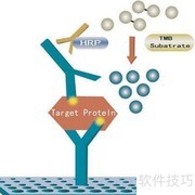 ELISA是什么？一文读懂