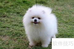 博美犬养护全攻略