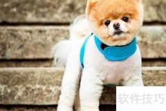 博美犬养护全攻略