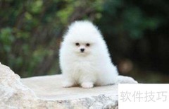 博美幼犬喂养全攻略