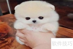 博美犬养护全攻略