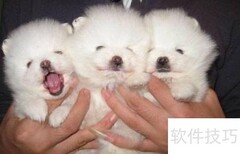 博美幼犬喂养全攻略