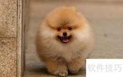 博美犬训练技巧全攻略