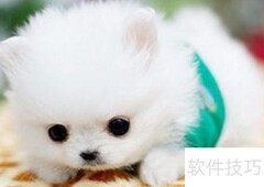 博美犬训练技巧全攻略