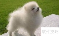 博美犬训练技巧全攻略