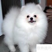 博美洗澡全攻略