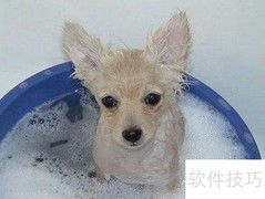 博美洗澡全攻略