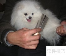 博美螨虫怎么办？快速应对方法