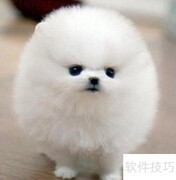 博美皮肤病治疗用药指南