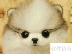 博美犬最稀有的毛色揭秘