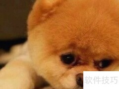 博美犬最稀有的毛色揭秘