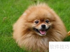博美犬最稀有的毛色揭秘