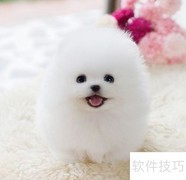 博美幼犬养护全攻略