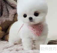 博美幼犬养护全攻略