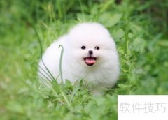 博美幼犬养护全攻略