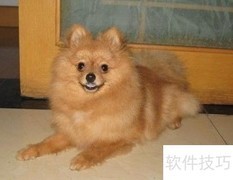 博美犬疫苗接种指南