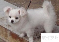博美犬疫苗接种指南
