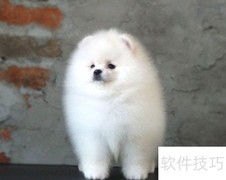 小体博美头顶真有天坑？