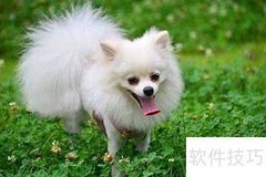 小博美饲养指南
