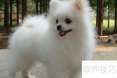 博美5岁还能生吗？